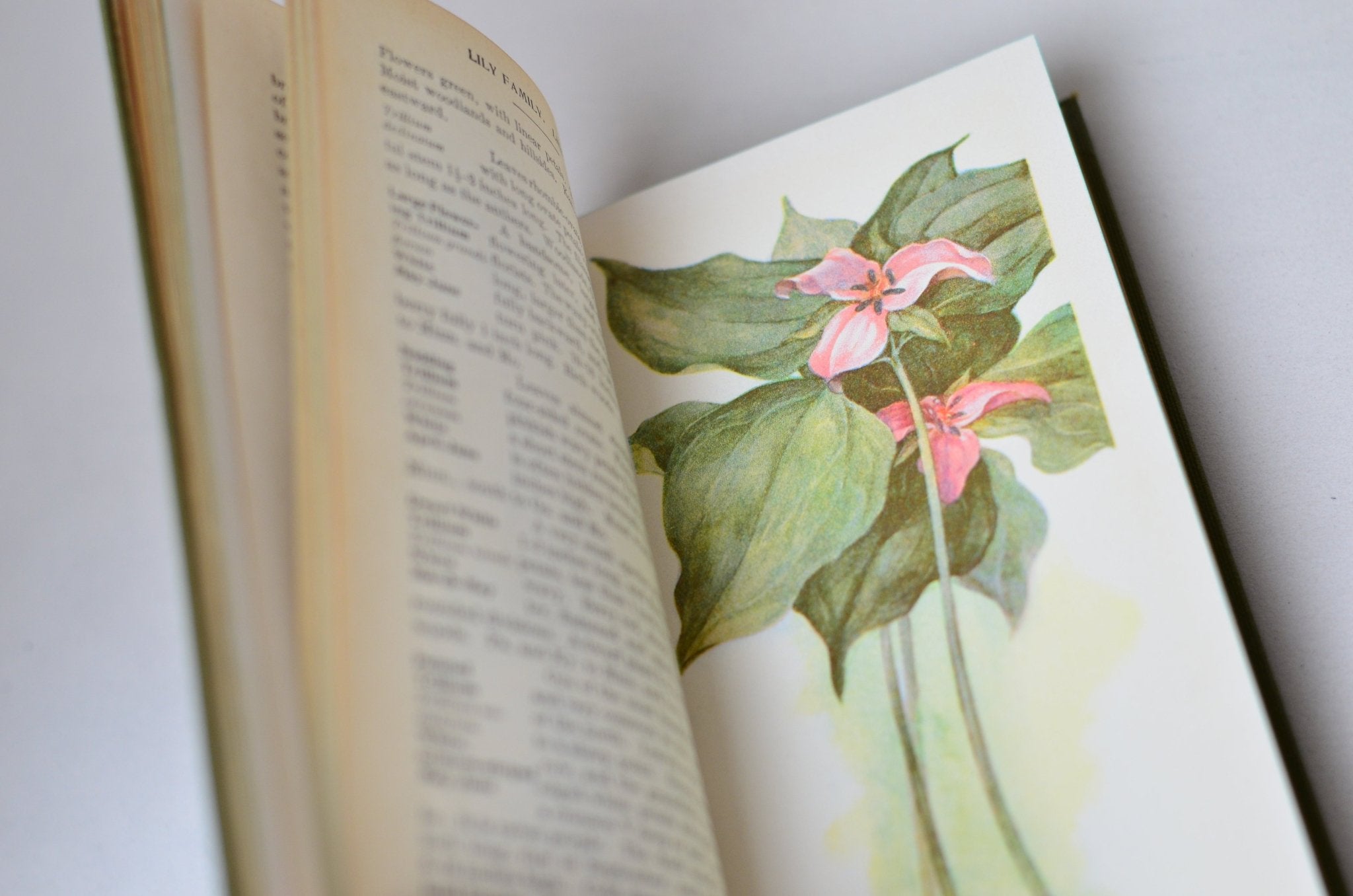 Antique Field Book of American Wild Flowers by F. Schuyler Mathews 1912 - Brookfield Books