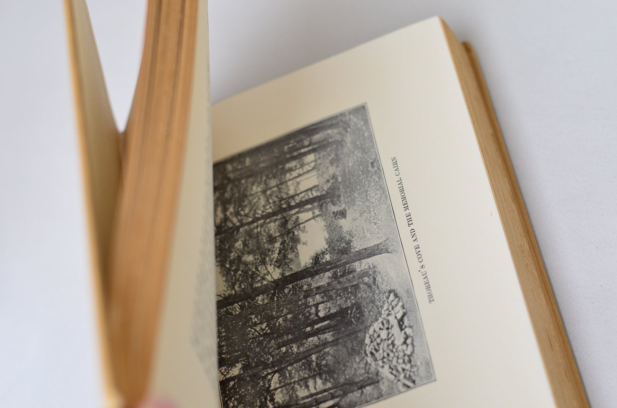 Antique Walden by Henry David Thoreau 1906 - Brookfield Books